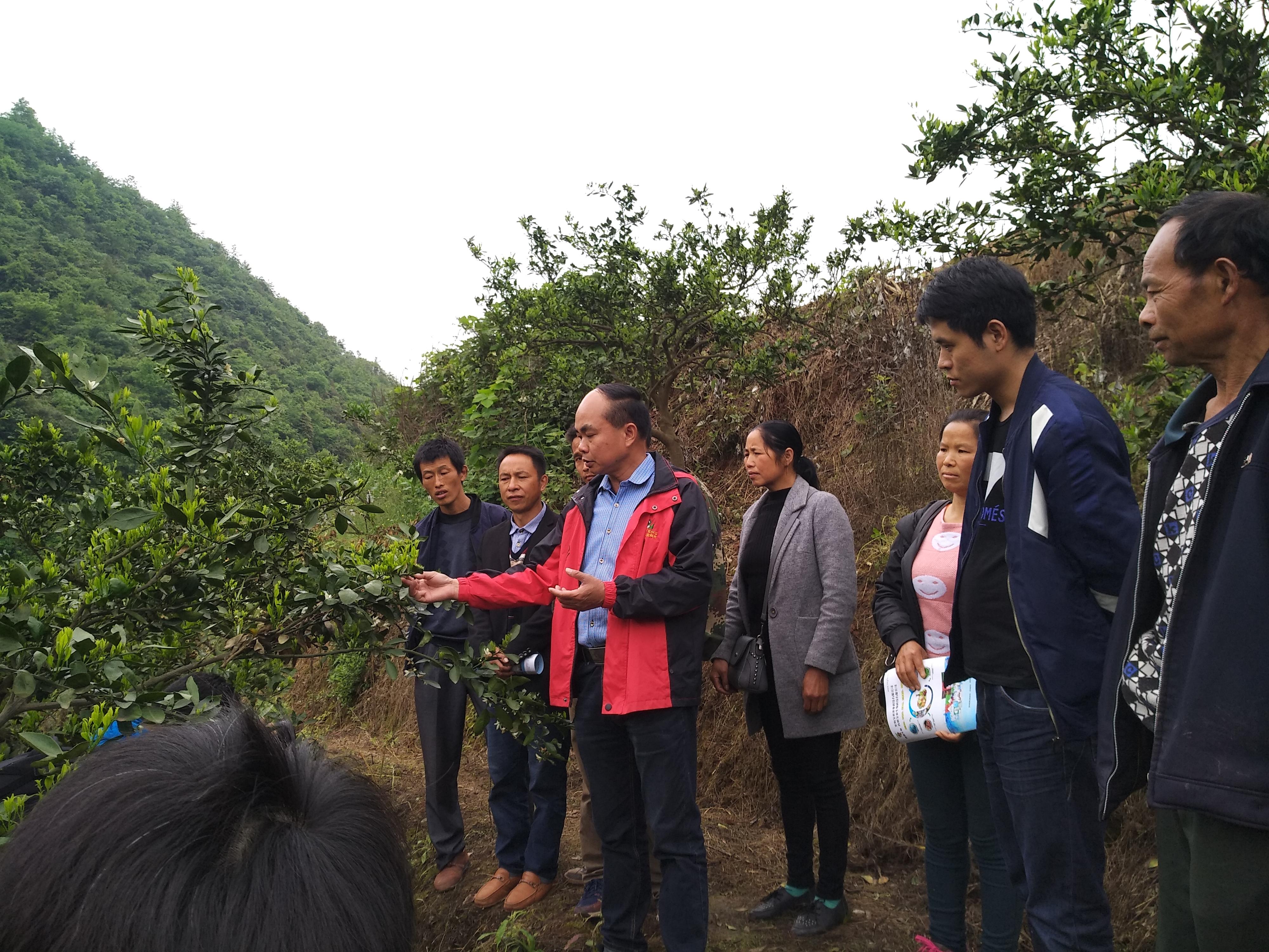 懷化柑橘新品種_如今在湖南北部農村種植新品種桃樹前景好嗎