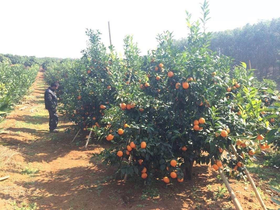 新品種中熟柑橘的特點是什么_在四川廣安如今種什么品種的柑橘更好呢