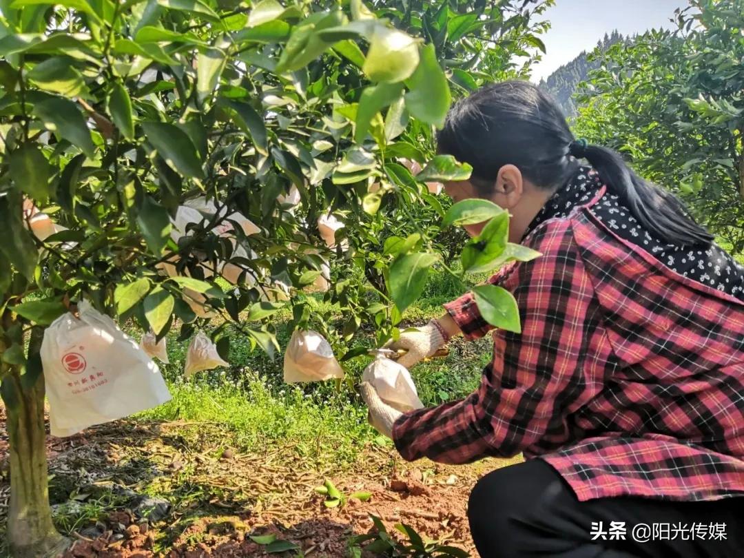 北京新品種柑橘樹苗基地_桔子水晶酒店是哪個集團的