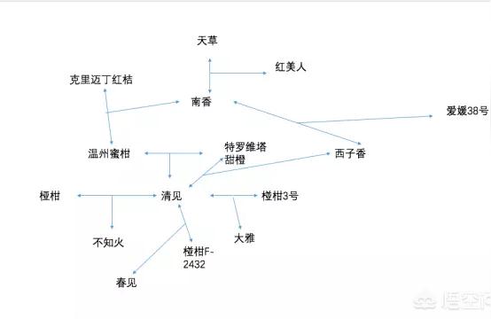 春見橘子圖片大全高清頭像動漫女孩_耙耙柑種植幾年能到達豐產